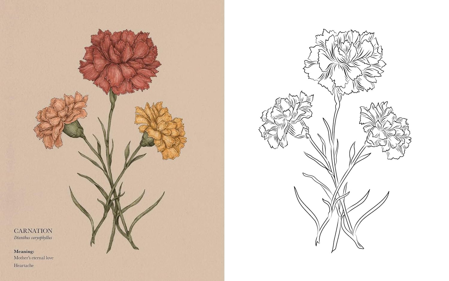 Florography Coloring Book by Roux. Jessica 9781524893910_5