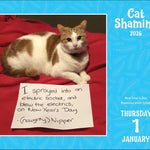 Cat Shaming 2026 Day-To-Day Calendar 9781524898113_2