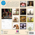 2027 Dogma: A Dog'S Guide To Life Wall Calendar 12X12 20 9781531961183_c7548929-cbd5-4f78-a9b4-6f336705955c
