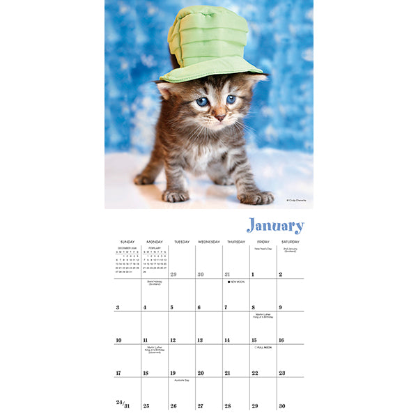 2027 Cats in Hats Mini Wall Calendar 7 x 7 20 9781531961725_3