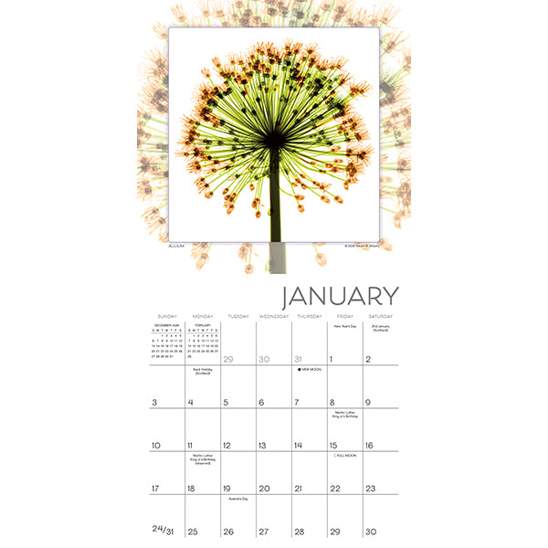 2027 Flower Spirits Mini Wall Calendar 7 x 7 20 9781531961756_679caf56-0891-4d45-81fa-06e5fa2c0c2d