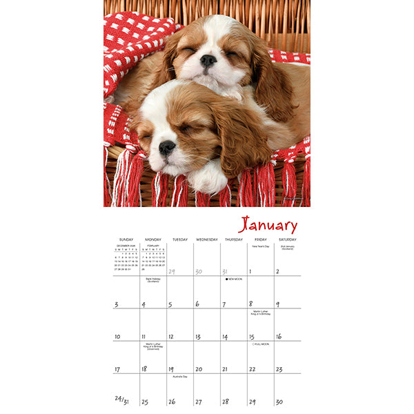 2027 Pooped Puppies Mini Wall Calendar 7 x 7 20 9781531961824_2