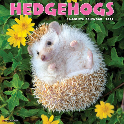 HEDGEHOGS 2021 WALL CALENDAR - 9781549212062_96059b36-1d45-4d26-9255-3795e5729b6f