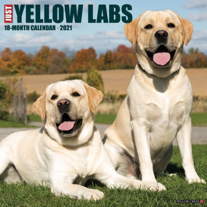 YELLOW LABS 2021 WALL CALENDAR - 9781549213892_572702b3-adc1-447e-8854-b36079624bea