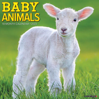 Baby Animals 2023 Wall Calendar - Willow Creek Press 9781549224669_ce51d087-9a08-4840-90bf-32a0a88120d9