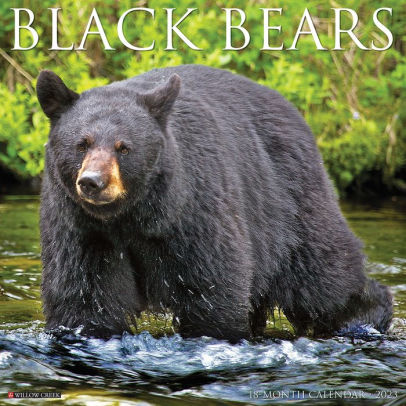 Black Bears 2023 Wall Calendar - Willow Creek Press 9781549224911_726485c9-84c8-48b4-8e84-89519e13f93c