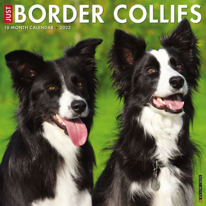Just Border Collies 2023 Wall Calendar - Willow Creek Press 9781549225000_b9a04e11-6e6d-4932-8efa-cb6478e20a5d