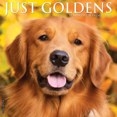 Just Goldens 2023 Wall Calendar - Willow Creek Press 9781549226137_29a09776-c31d-4ee6-91b4-b43b914f7357