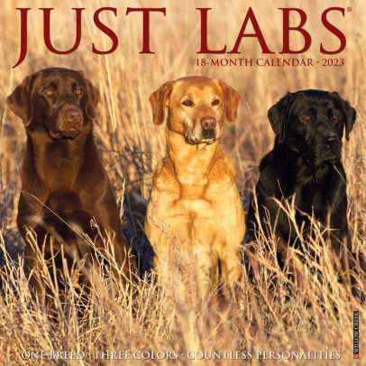 Just Labs 2023 Wall Calendar - Willow Creek Press 9781549226601_c0ba271c-7077-4ba1-94df-4403b6e2e83f