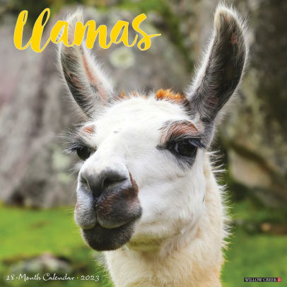 Llamas 2023 Wall Calendar - Willow Creek Press 9781549226724_958bbbe7-10b0-4d07-9a18-3ba507eef2e6