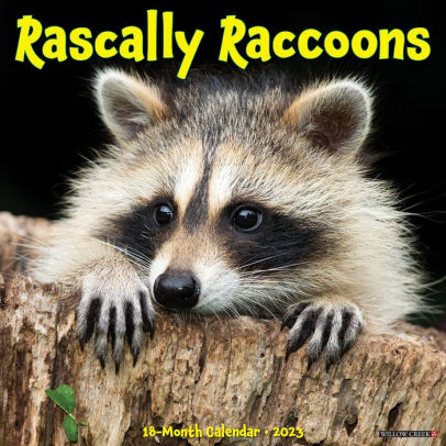 Rascally Racoons 2023 Wall Calendar - Willow Creek Press 9781549227424_e14205ca-8e66-4faa-a96d-9928ada74130
