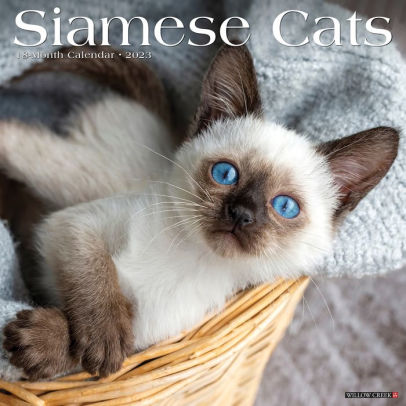 Siamese Cats 2023 Wall Calendar - Willow Creek Press 9781549227684_788bb4a1-2cfd-4335-8056-d8f1849be29d