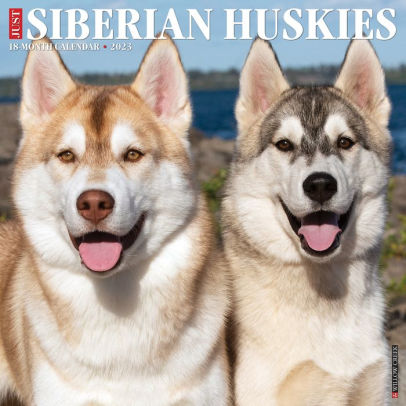 Just Siberian Huskies 2023 Wall Calendar - Willow Creek Press 9781549227691_8485a10c-7eb5-4161-92b9-eb559aacf0c3