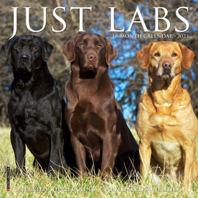 Just Labs 2023 Mini Wall Calendar - Willow Creek Press 9781549228544_4436861e-39a2-40da-bd21-9bc743a1fac6
