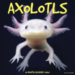 Axolotls 2025 Wall Calendar - Willow Creek Press 9781549241512