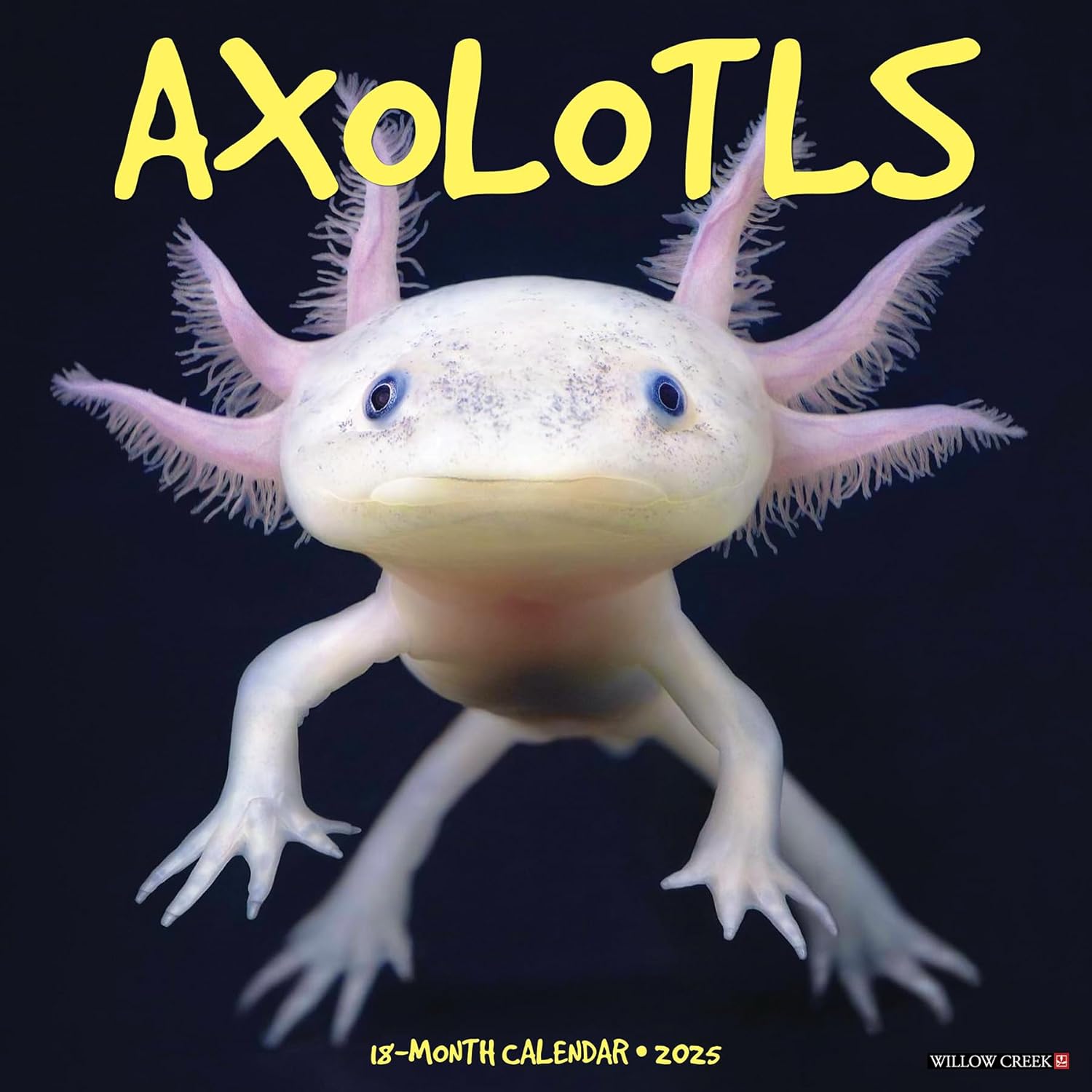 Axolotls 2025 Wall Calendar - Willow Creek Press 9781549241512