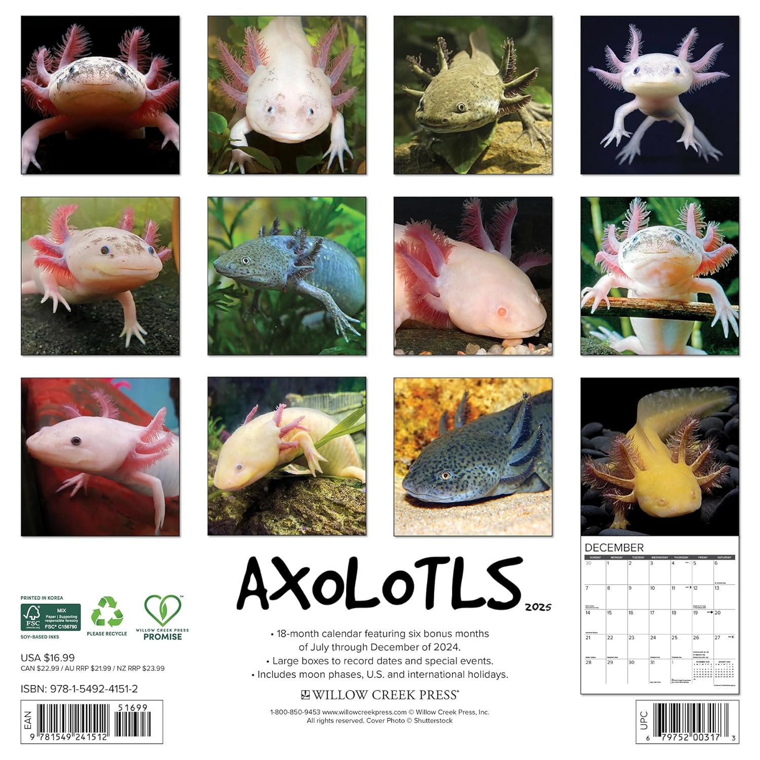 Axolotls 2025 Wall Calendar - Willow Creek Press 9781549241512_1