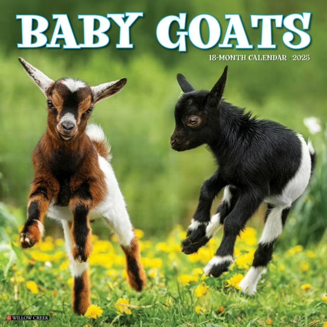 Baby Goats 2025 Wall Calendar - Willow Creek Press 9781549241536