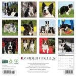 Border Collies 2025 Wall Calendar - Willow Creek Press 9781549241895_1