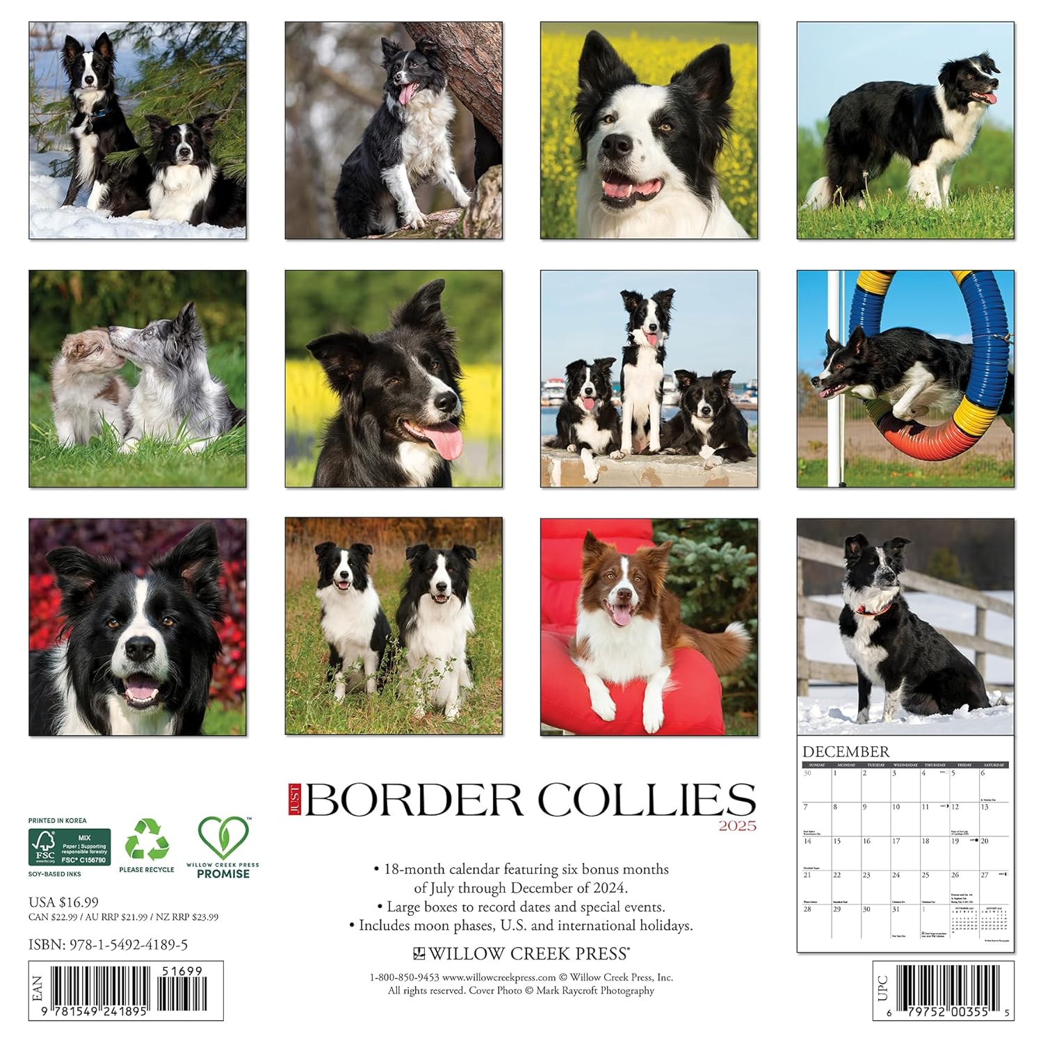 Border Collies 2025 Wall Calendar - Willow Creek Press 9781549241895_1