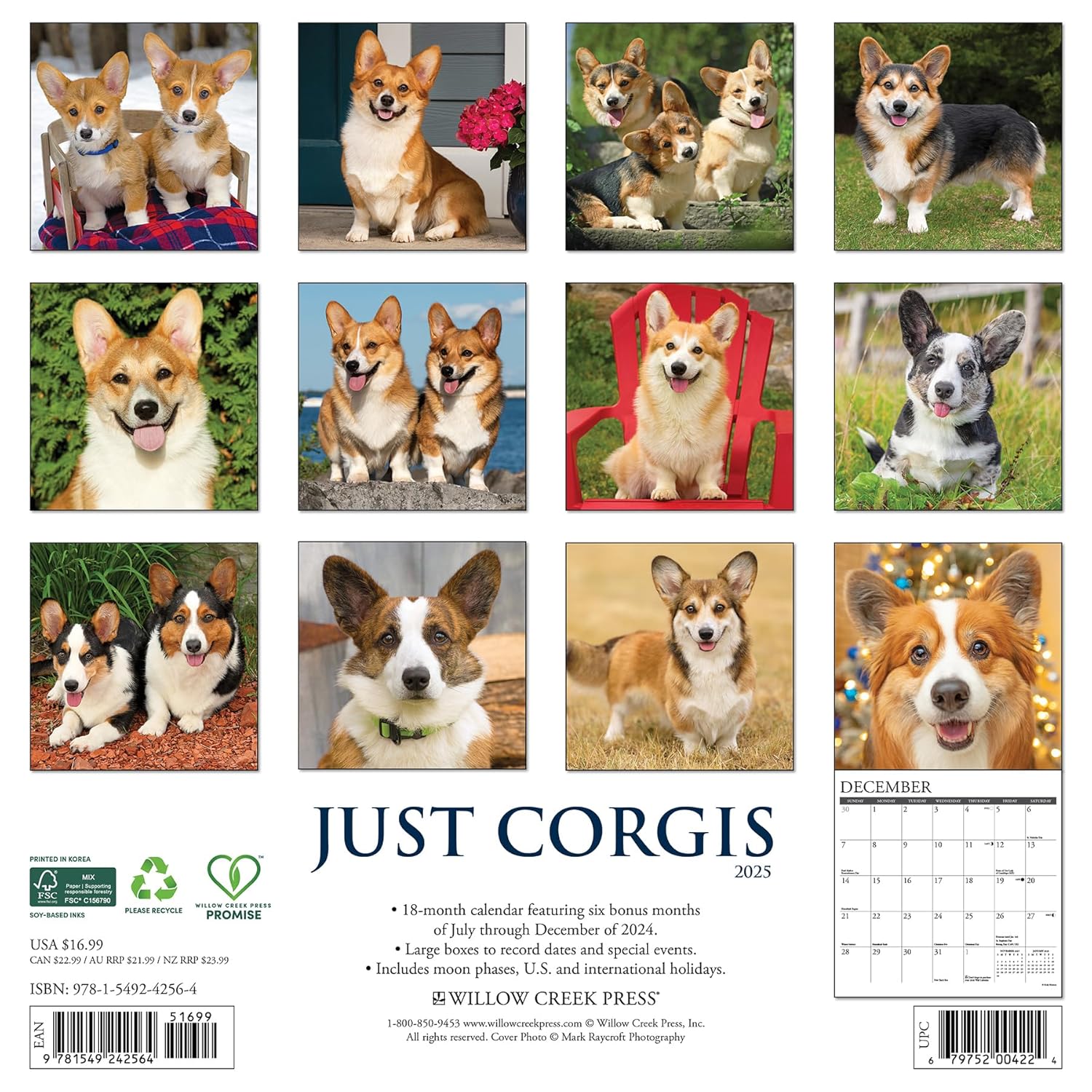 Corgis 2025 Wall Calendar - Willow Creek Press 9781549242564_1