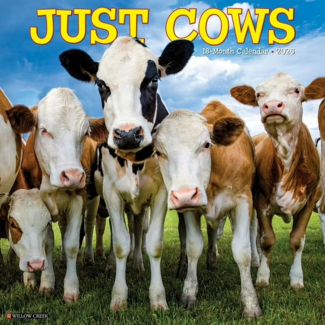 Cows 2025 Wall Calendar - Willow Creek Press 9781549242625