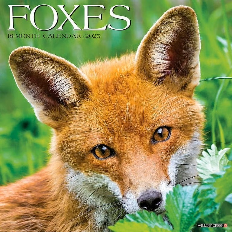 Foxes 2025 Wall Calendar - Willow Creek Press 9781549242939