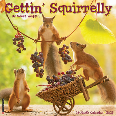 Gettin' Squirrelly 2025 Wall Calendar - Willow Creek Press 9781549243042