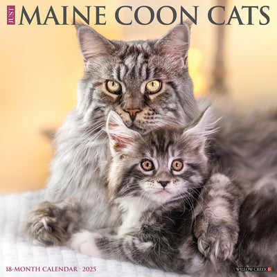 Maine Coon Cats 2025 Wall Calendar - Willow Creek Press 9781549243813