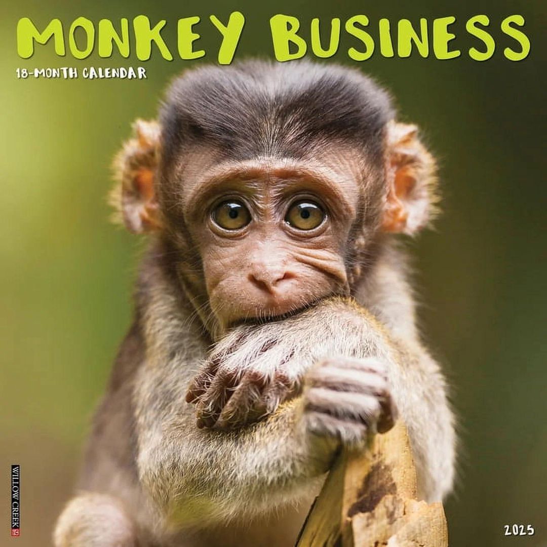 Monkey Business 2025 Wall Calendar - Willow Creek Press 9781549244001