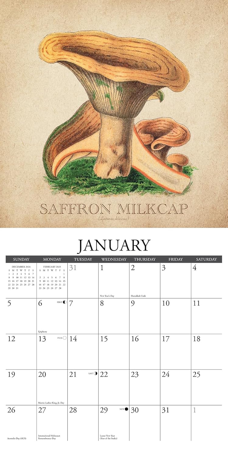 Art Of The Mushroom 2025 Wall Calendar - Willow Creek Press 9781549244070_2