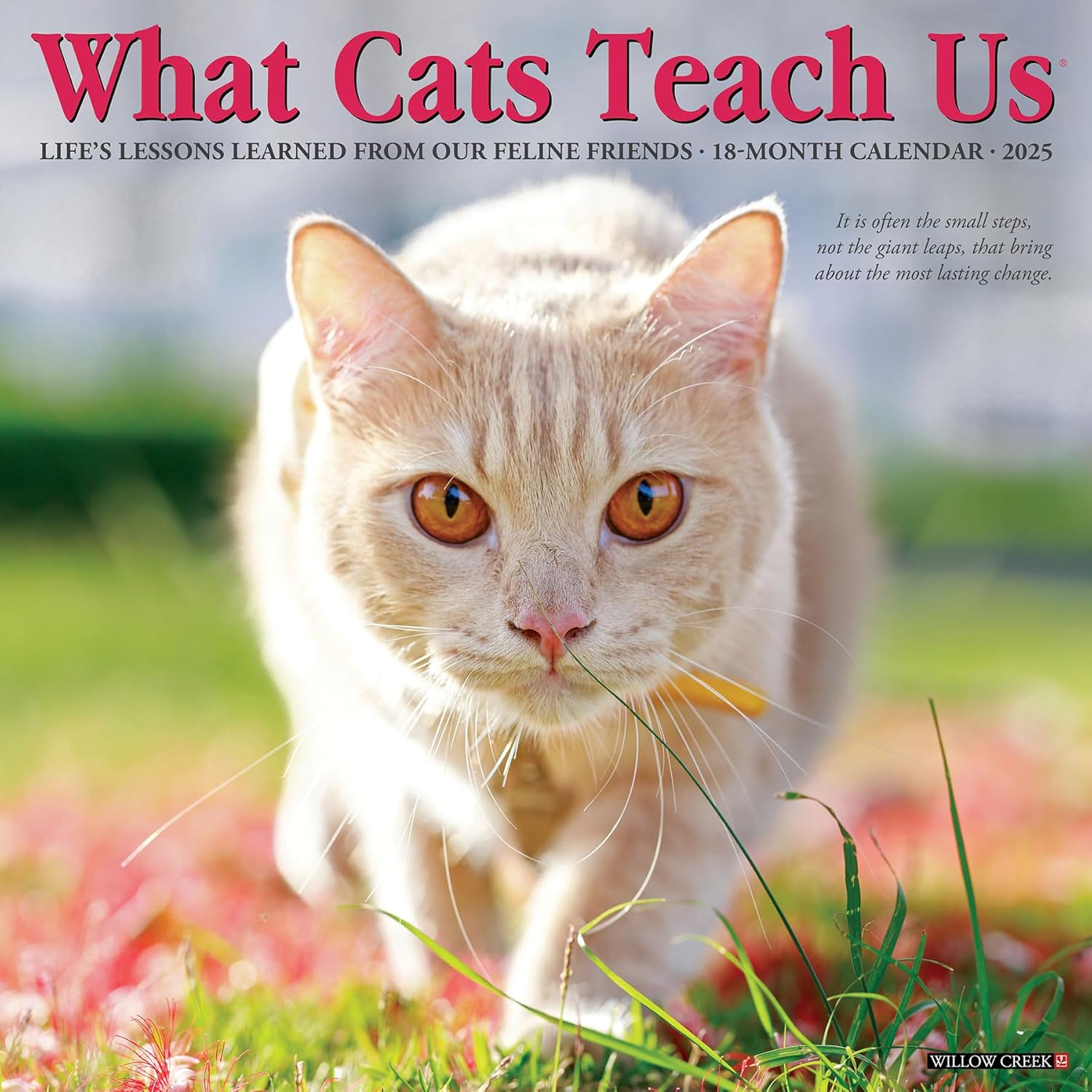 What Cats Teach Us 2025 Wall Calendar - Willow Creek Press 9781549245343