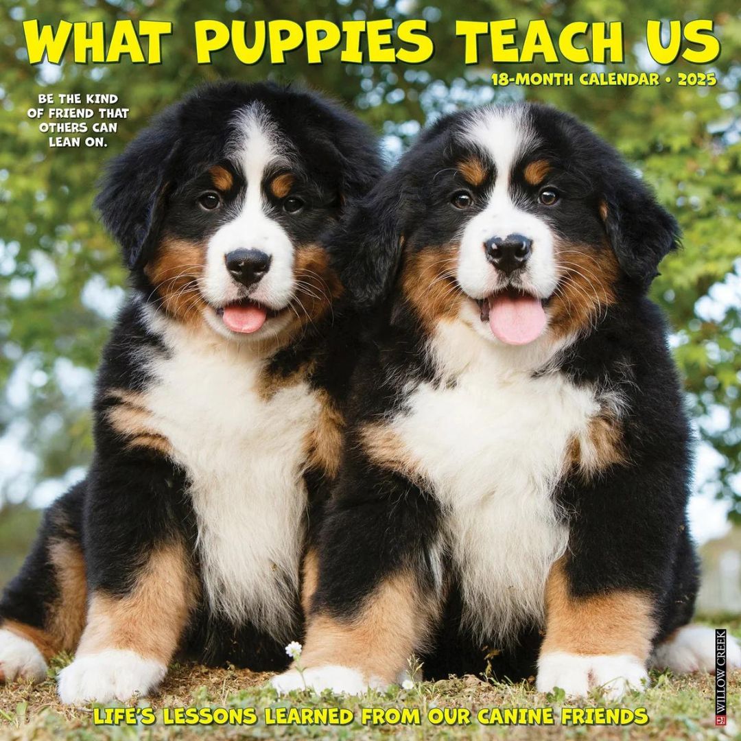 What Puppies Teach Us 2025 Wall Calendar - Willow Creek Press 9781549245411