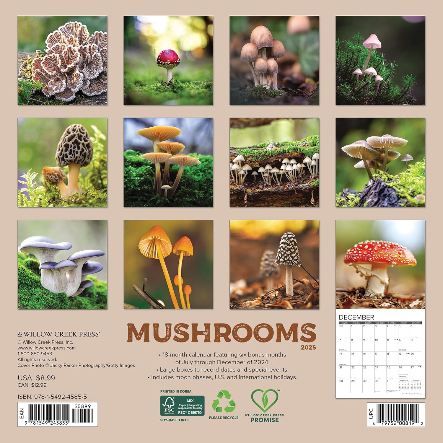 Mushrooms Mini Wall Calendar - Willow Creek Press 9781549245855_1