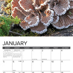 Mushrooms Mini Wall Calendar - Willow Creek Press 9781549245855_2