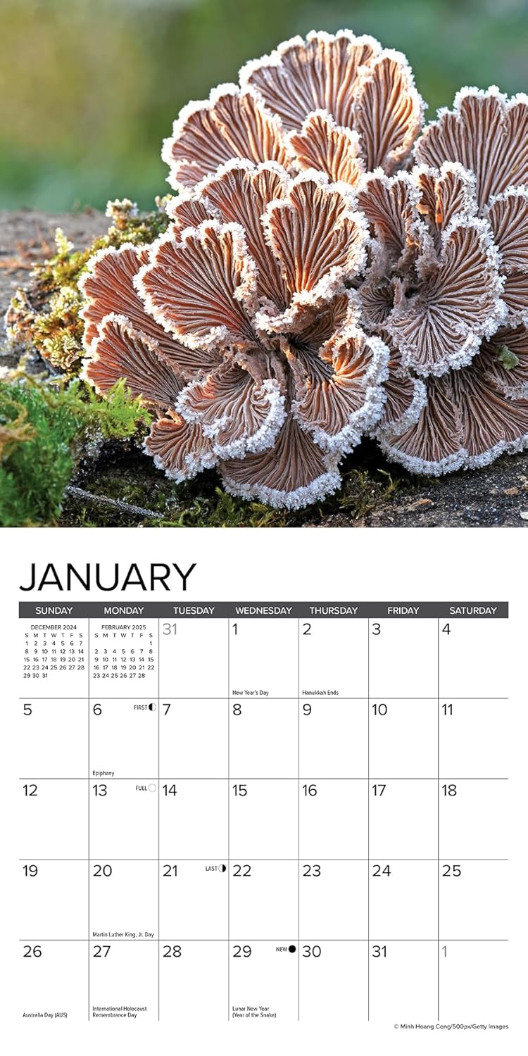 Mushrooms Mini Wall Calendar - Willow Creek Press 9781549245855_2