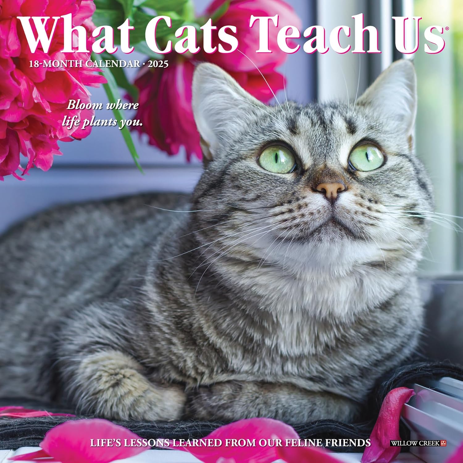 What Cats Teach Us 2025 Mini Wall Calendar - Willow Creek Press 9781549246012