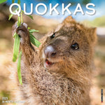 Quokkas 2025 Wall Calendar - Willow Creek Press 9781549246562