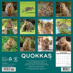 Quokkas 2025 Wall Calendar - Willow Creek Press 9781549246562_1