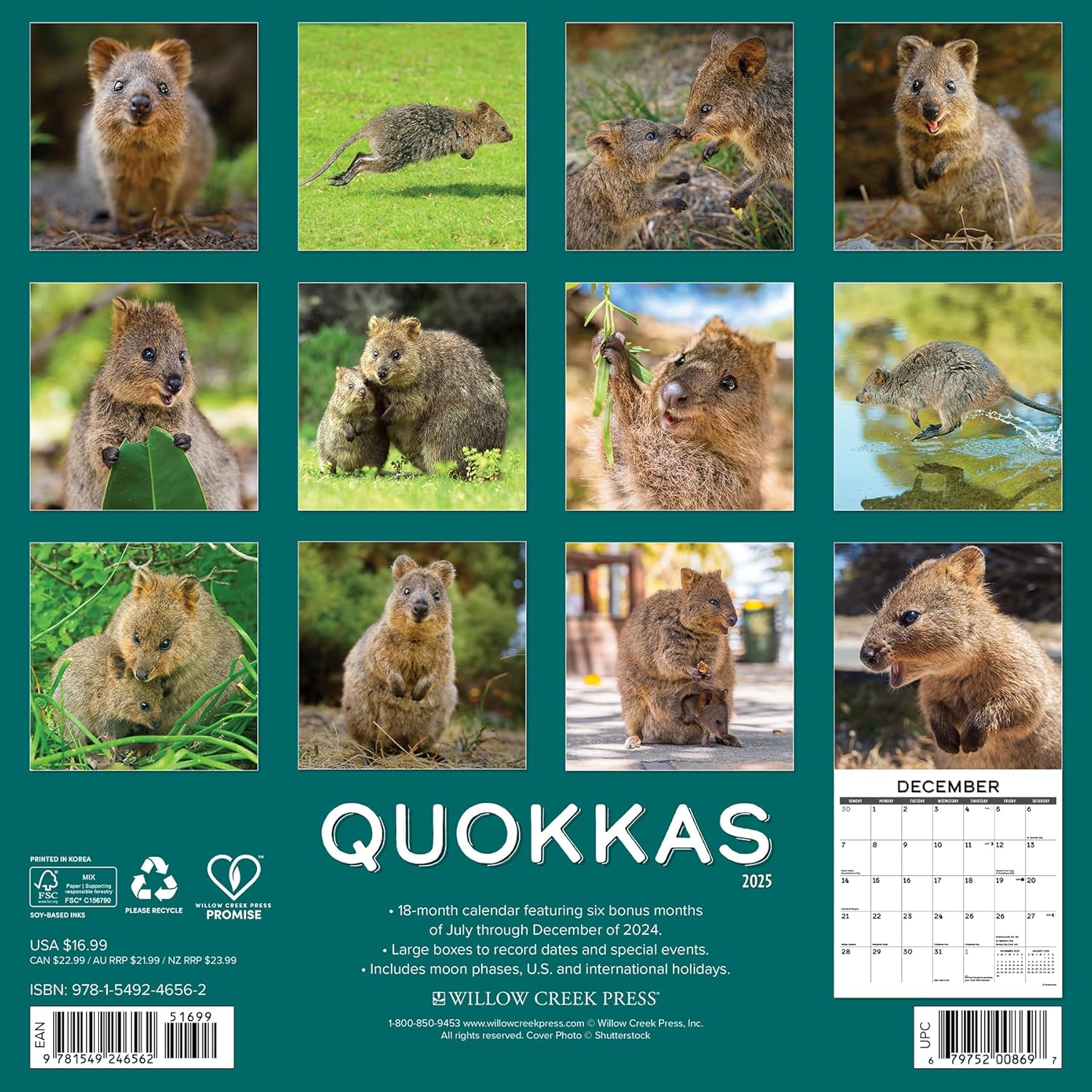 Quokkas 2025 Wall Calendar - Willow Creek Press 9781549246562_1