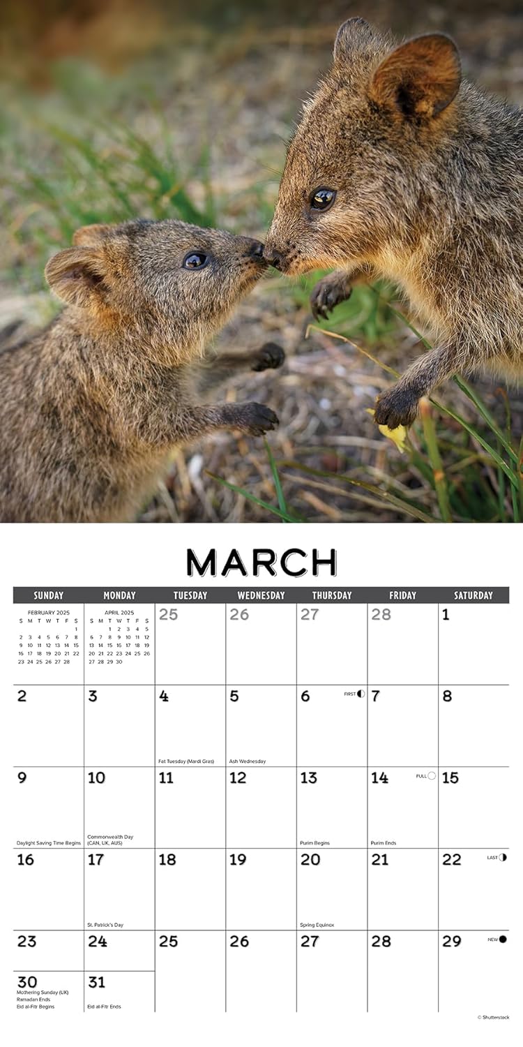 Quokkas 2025 Wall Calendar - Willow Creek Press 9781549246562_2