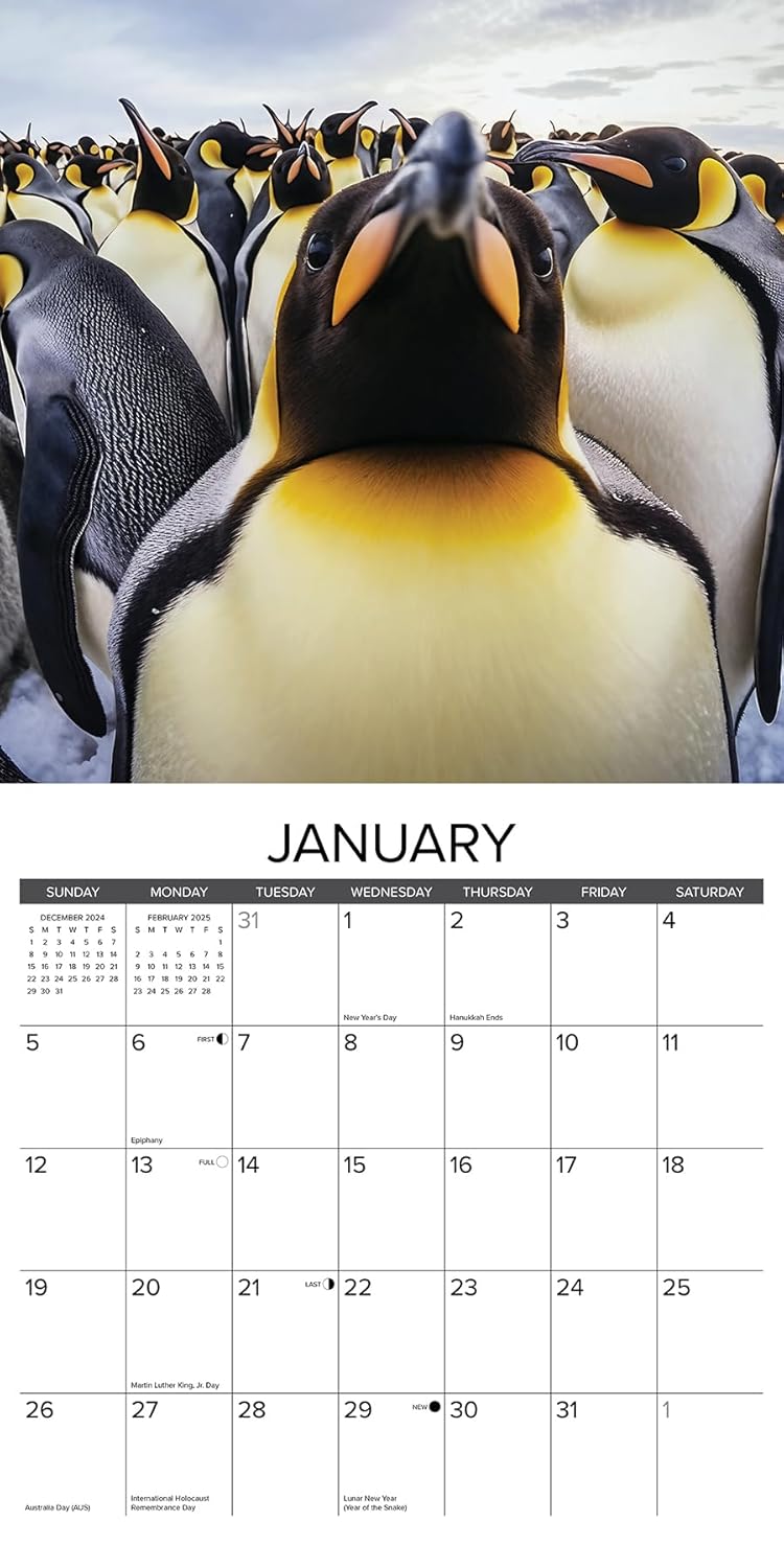Animal Selfies 2025 Wall Calendar - Willow Creek Press 9781549247163_2