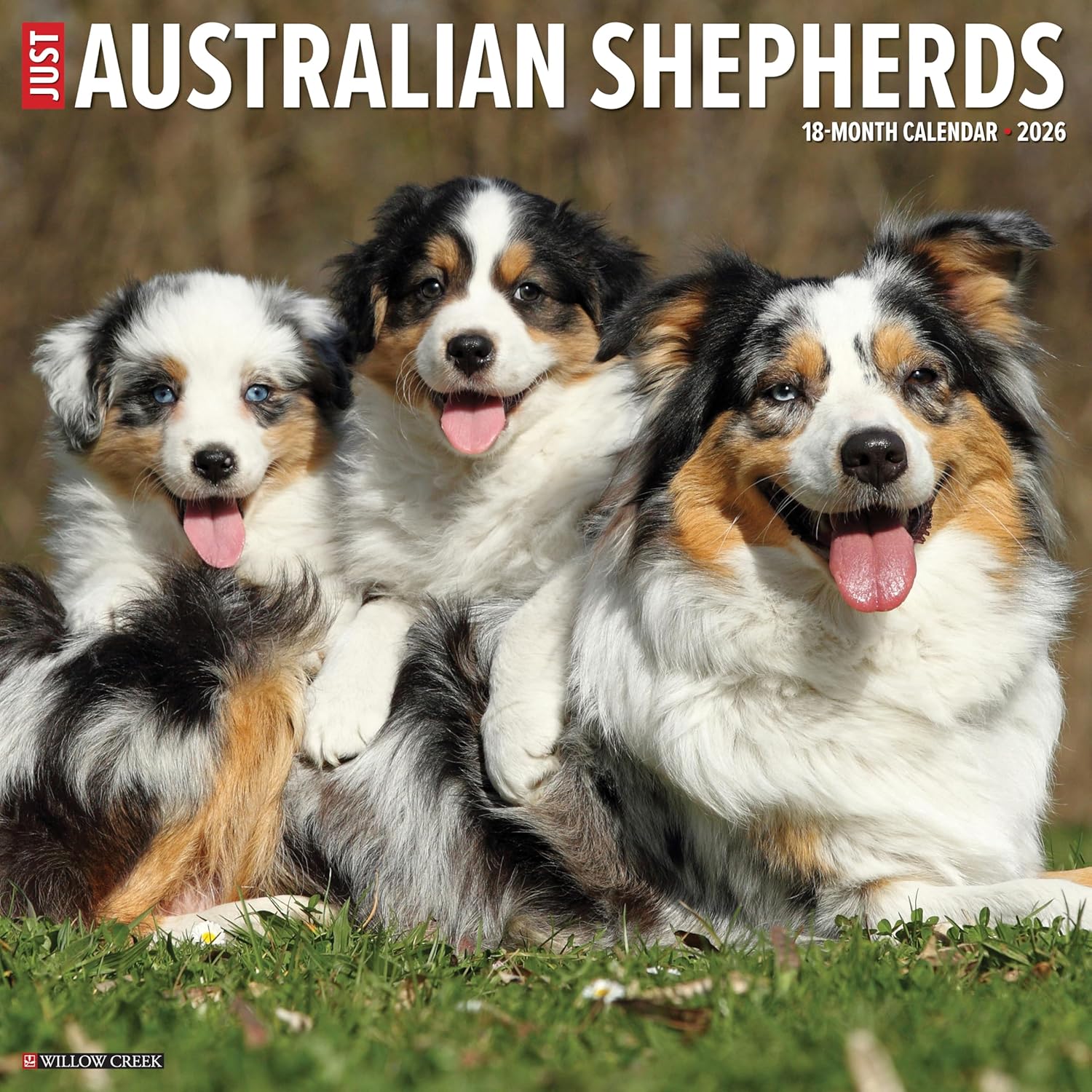 2026 Australian Shepherds Wall Calendar 9781549249983