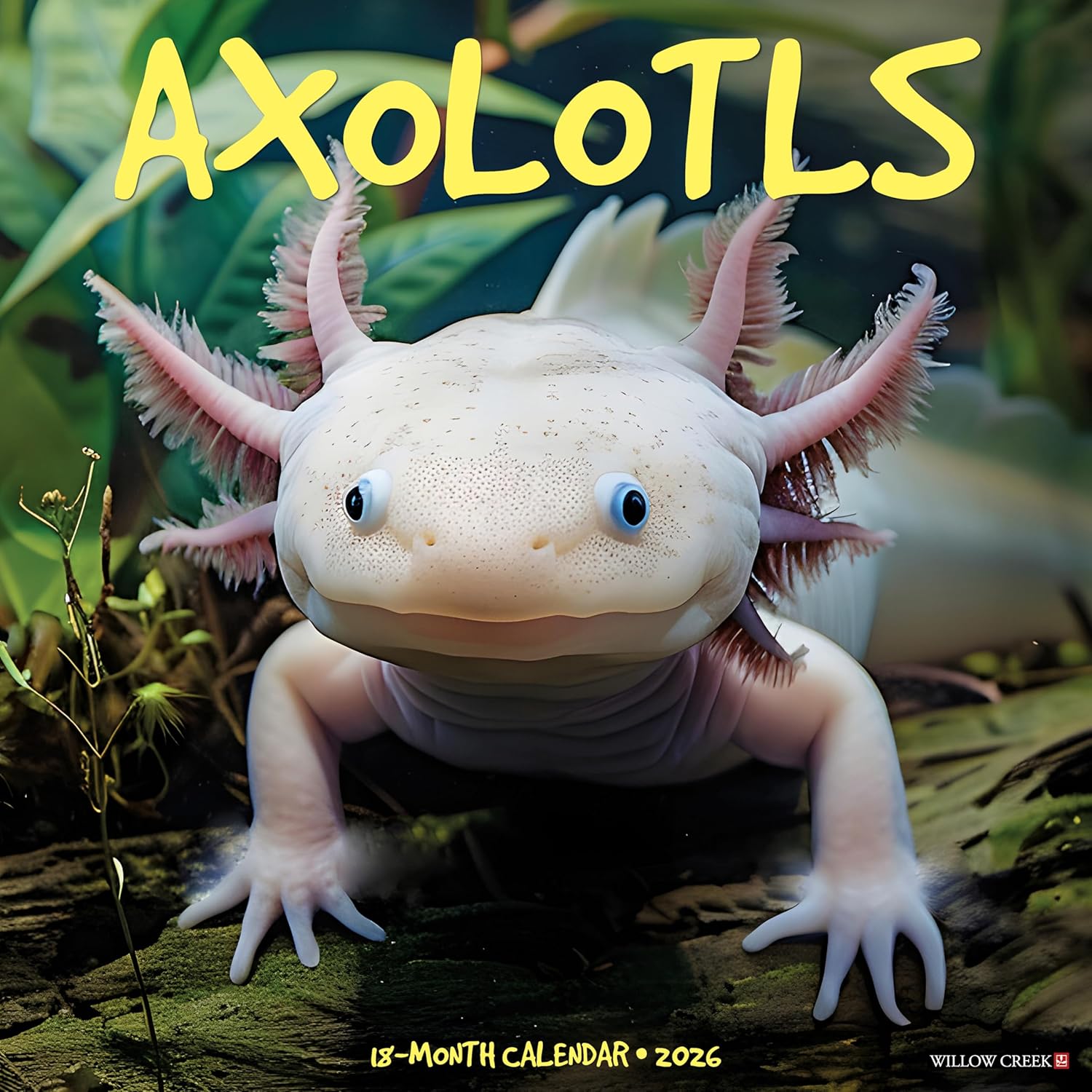 2026 Axolotls Wall Calendar 9781549249990