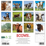 2026 Cows Wall Calendar 9781549250903_f8d468b6-1544-41c6-99ff-c580489869e3