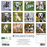 2026 Dalmatians Wall Calendar 9781549250958