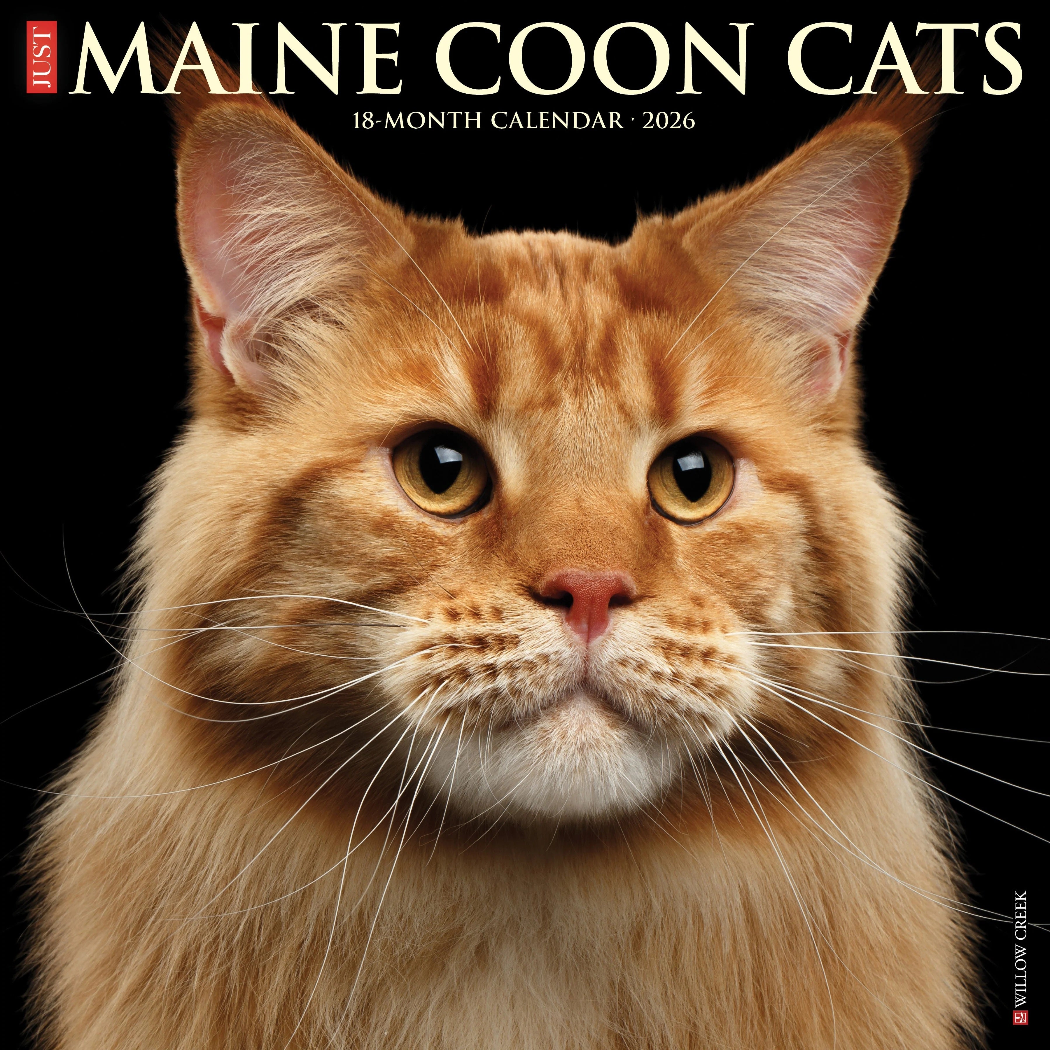 2026 Maine Coon Cats Wall Calendar 9781549251849