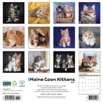 2026 Maine Coon Kittens Wall Calendar 9781549251856
