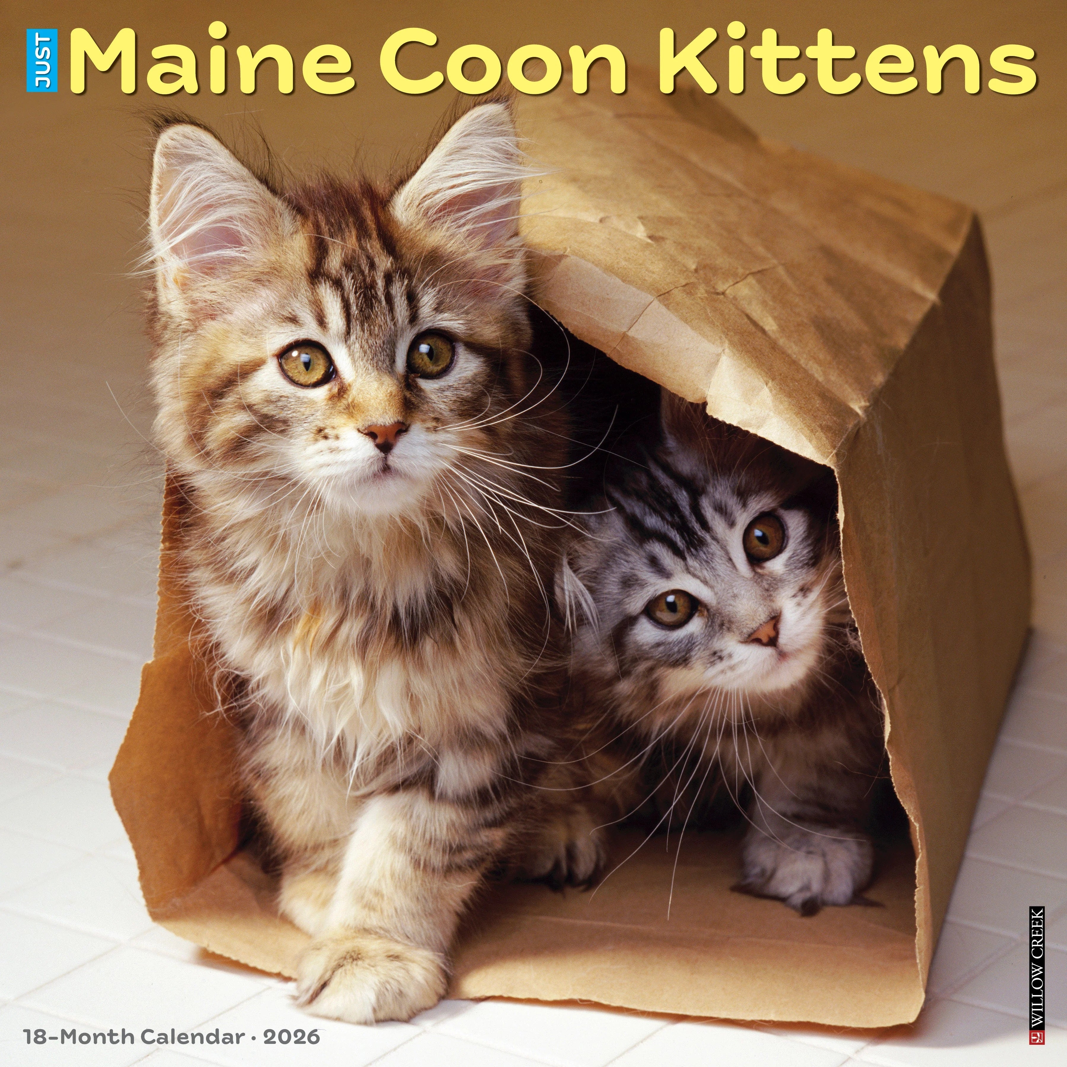 2026 Maine Coon Kittens Wall Calendar 9781549251856_569ede89-4cc3-46b2-952d-dbd39e26384a