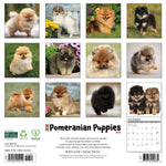 2026 Pomeranian Puppies Wall Calendar 9781549252419